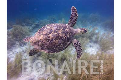 Bonaire, Bonaire